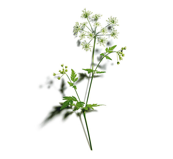 Trybula leśna-Organiczny ekstrakt z trybuli leśnej-Anthriscus sylvestris extract